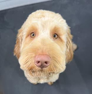 Dog looking up at the camera after having a full groom.