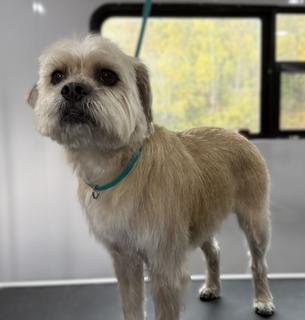 Dog stood on the grooming table after having a handstrip treatment.