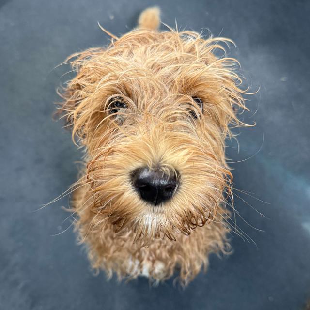 Dog looking up at the camera after having a bath.