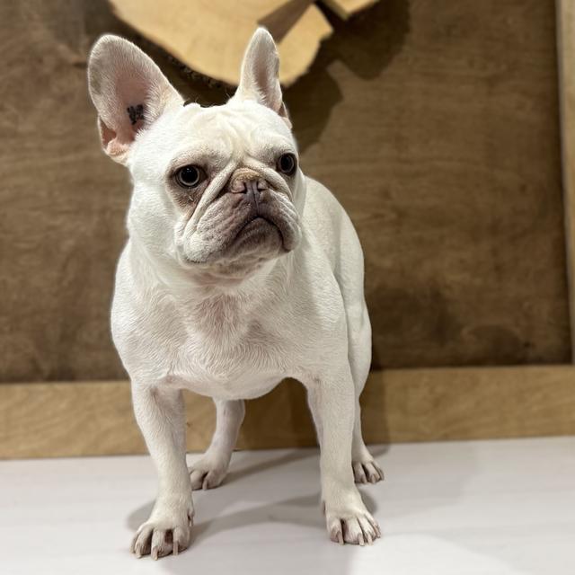 A white French Bulldog looking to the right of the image after having a de-shed treatment.