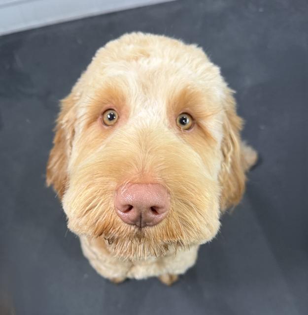 Dog looking up at the camera after having a full groom.
