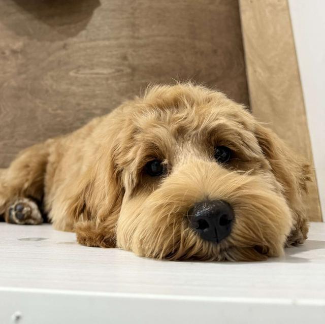 Puppy laying down looking at the camera having just had a groom.