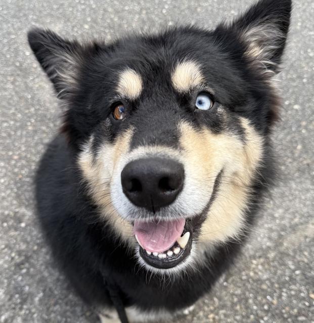 Dog looking up towards the camera.