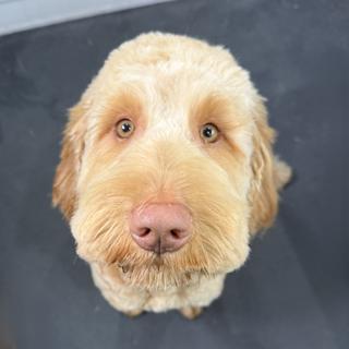 Revy Ruff Cuts Revy Ruff Cuts | Mobile dog grooming in Revelstoke, BC