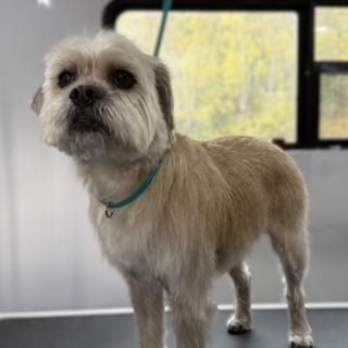 Revy Ruff Cuts Revy Ruff Cuts | Mobile dog grooming in Revelstoke, BC