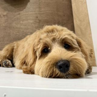 Revy Ruff Cuts Revy Ruff Cuts | Mobile dog grooming in Revelstoke, BC